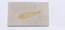   Megkövesedett Hal Lenyomat Fosszília Knightia Alta ~139x83x8mm Green River Formation, Wyoming, USA, Eocén Kor
