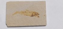   Megkövesedett Hal Lenyomat Fosszília Knightia Alta ~104x66x8mm Green River Formation, Wyoming, USA, Eocén Kor