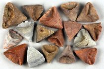   Megkövesedett Korall Fosszília Calcaeola Sandalina ~30-40mm Marokkó, Devon Kor
