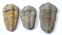   Megkövesedett Trilobita Háromkaréjú Ősrák Fosszília ~73-101x50-58x20-32mm Marokkó, Devon Kor